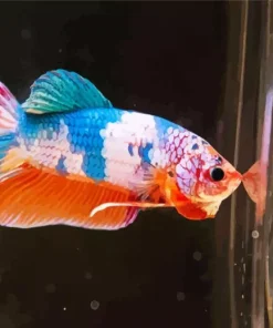 Colorful Plakat Betta Diamond Painting