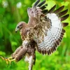 Common Buzzard Flying Diamond Painting