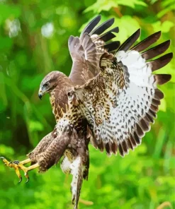 Common Buzzard Flying Diamond Painting