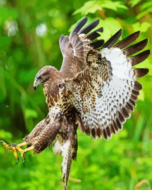 common buzzard flying Diamond With Numbers Common Buzzard Flying Diamond Painting