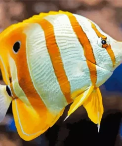 Copperband Butterflyfish Art Diamond Painting