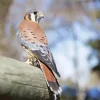 Cute American Kestrel Diamond Painting