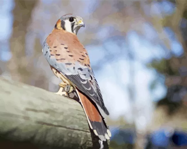 cute American Kestrel Diamond By Numbers Cute American Kestrel Diamond Painting