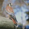 Cute American Kestrel Diamond Painting