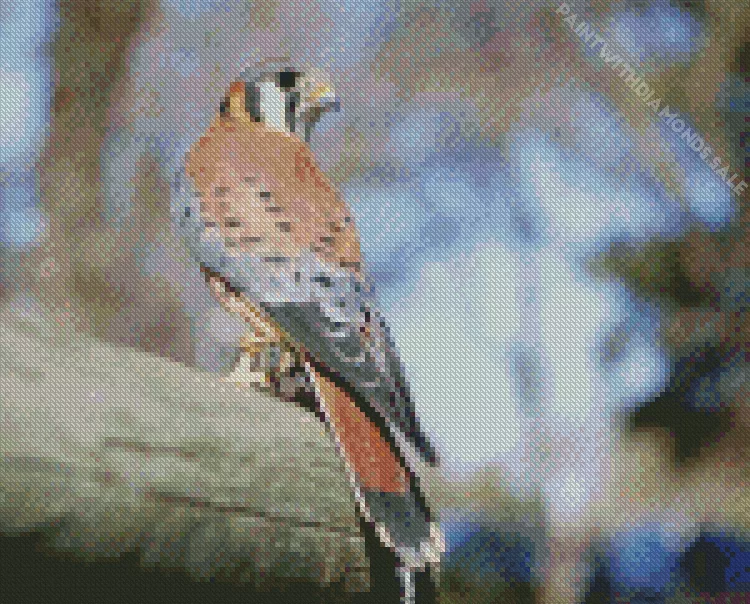cute American Kestrel Diamond Paints Cute American Kestrel Diamond Painting