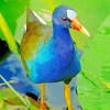 Cute American Purple Gallinule Diamond Painting