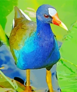 Cute American Purple Gallinule Diamond Painting