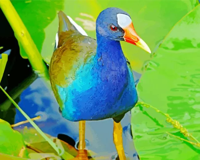 cute American Purple Gallinule Diamond By Numbers Cute American Purple Gallinule Diamond Painting
