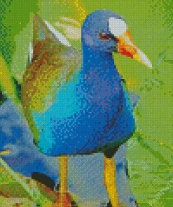 Cute American Purple Gallinule Diamond Painting