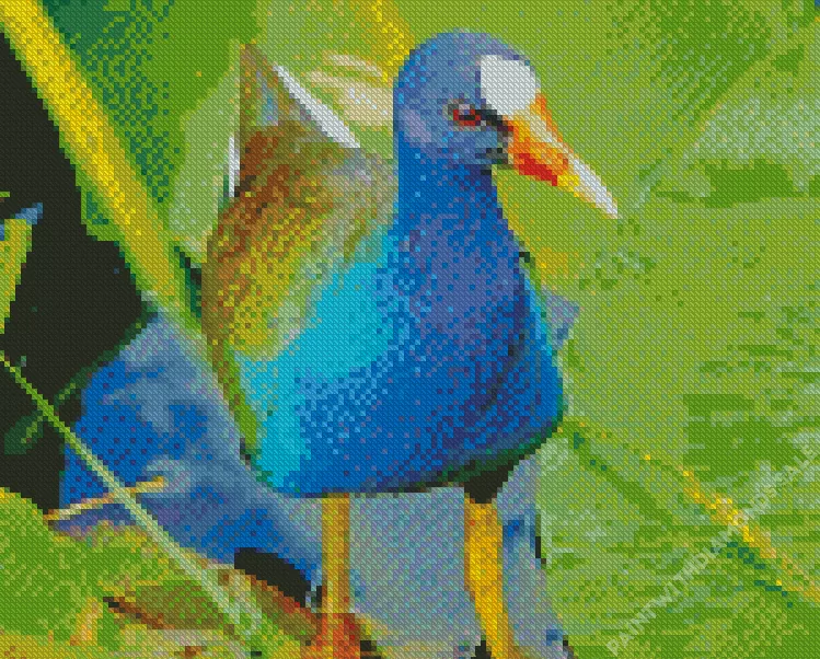 cute American Purple Gallinule Diamond Dotz Cute American Purple Gallinule Diamond Painting