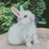 Cute Angora Rabbit Diamond Painting