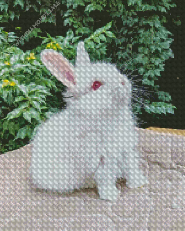 cute Angora rabbit Diamond By Numbers Cute Angora Rabbit Diamond Painting