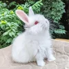 Cute Angora Rabbit Diamond Painting
