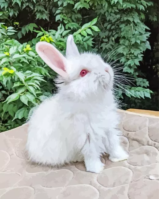 cute Angora rabbit Diamond Paintings Cute Angora Rabbit Diamond Painting