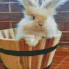 cute Angora Rabbit In A Barrel Diamond Painting