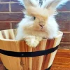 cute Angora Rabbit In A Barrel Diamond Painting
