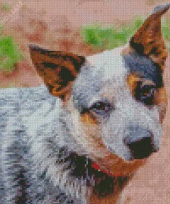 Cute Australian Cattle Dog Diamond Painting