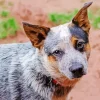 Cute Australian Cattle Dog Diamond Painting