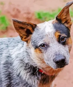 Cute Australian Cattle Dog Diamond Painting