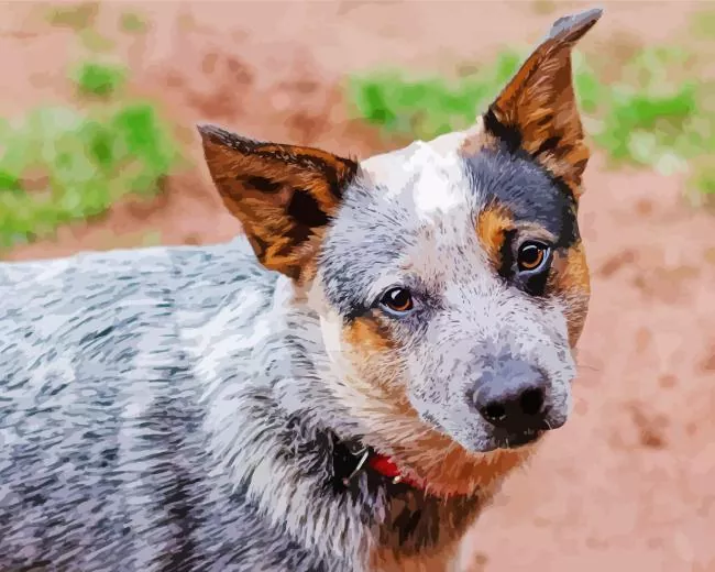 cute Australian Cattle Dog Diamond Paintings Cute Australian Cattle Dog Diamond Painting