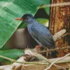 Cute Black Bulbul Diamond Painting
