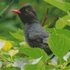 Cute Black Bulbul Bird Diamond Painting