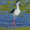 Cute Black Necked Stilt Diamond Painting