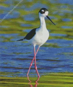 Cute Black Necked Stilt Diamond Painting