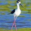 Cute Black Necked Stilt Diamond Painting