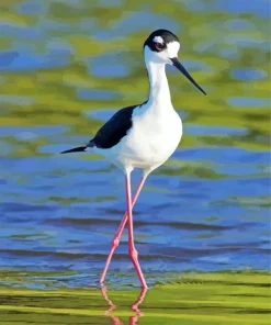 Cute Black Necked Stilt Diamond Painting