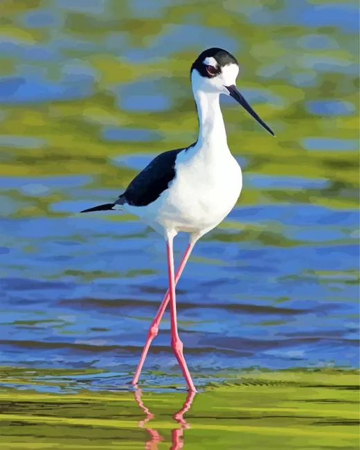 cute Black Necked Stilt Diamond Paints Cute Black Necked Stilt Diamond Painting