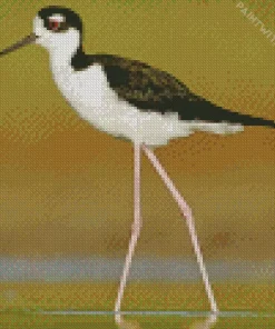 Cute Black Necked Stilt Bird Diamond Painting