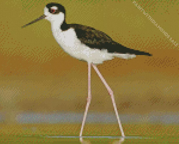 cute Black Necked Stilt bird Diamond By Numbers Cute Black Necked Stilt Bird Diamond Painting