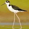 Cute Black Necked Stilt Bird Diamond Painting