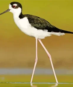 Cute Black Necked Stilt Bird Diamond Painting