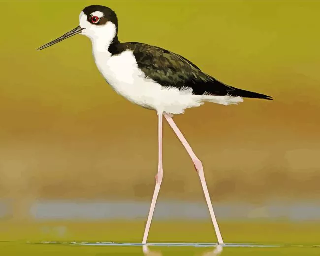 cute Black Necked Stilt bird Diamond Paints Cute Black Necked Stilt Bird Diamond Painting