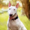 Cute Bull Terrier Diamond Painting