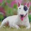 Cute Bull Terrier Dog Diamond Painting