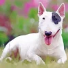 Cute Bull Terrier Dog Diamond Painting