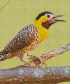 Cute Campo Flicker Diamond Painting