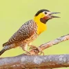 Cute Campo Flicker Diamond Painting