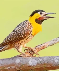 Cute Campo Flicker Diamond Painting