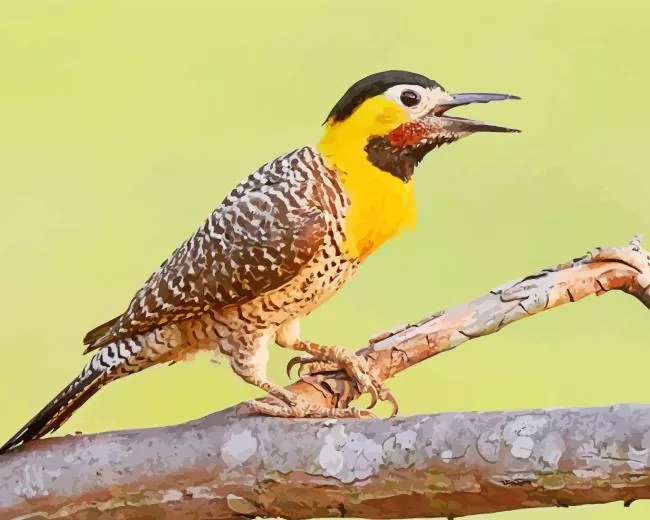 cute Campo flicker Diamond With Numbers Cute Campo Flicker Diamond Painting