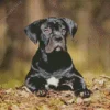 Cute Cane Corso Diamond Painting