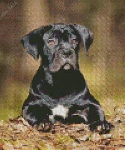 Cute Cane Corso Diamond Painting