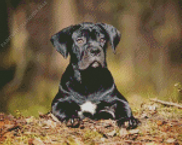 cute Cane Corso Diamond Dotz Cute Cane Corso Diamond Painting