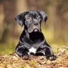 Cute Cane Corso Diamond Painting