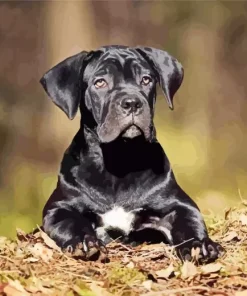 Cute Cane Corso Diamond Painting