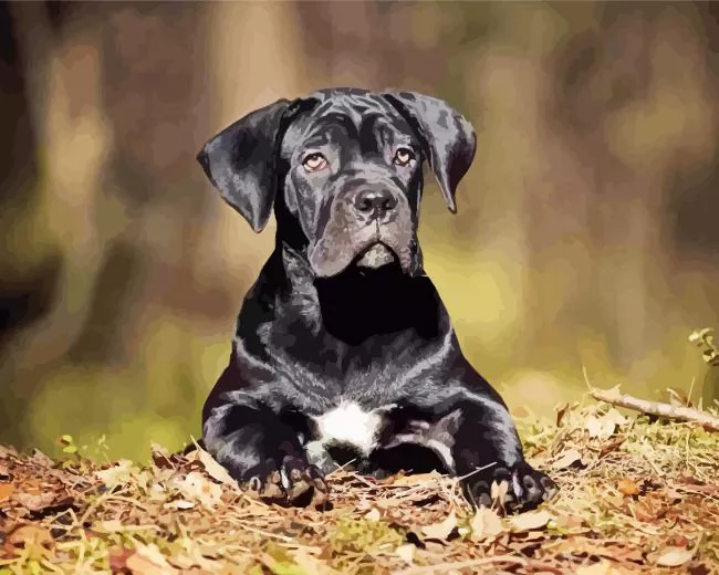 cute Cane Corso Diamond Paintings Cute Cane Corso Diamond Painting