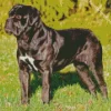 Cute Cane Corso Dog Diamond Painting
